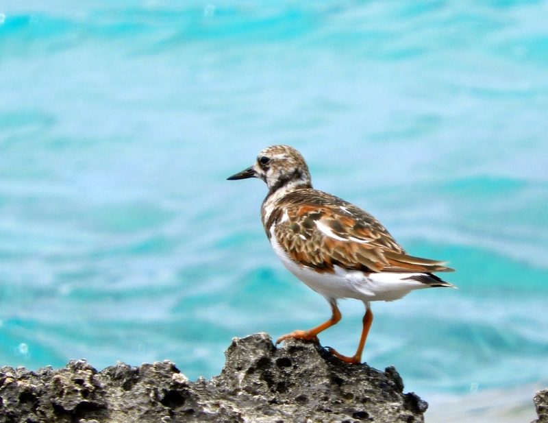 Ruddy turnstone