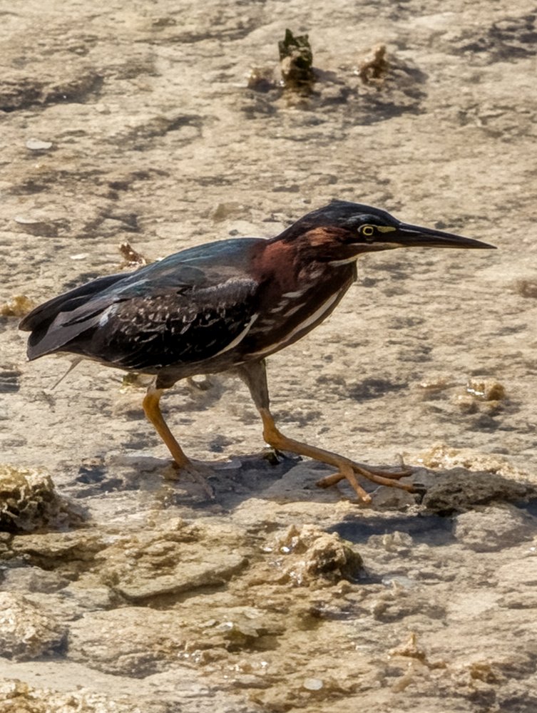 Green heron