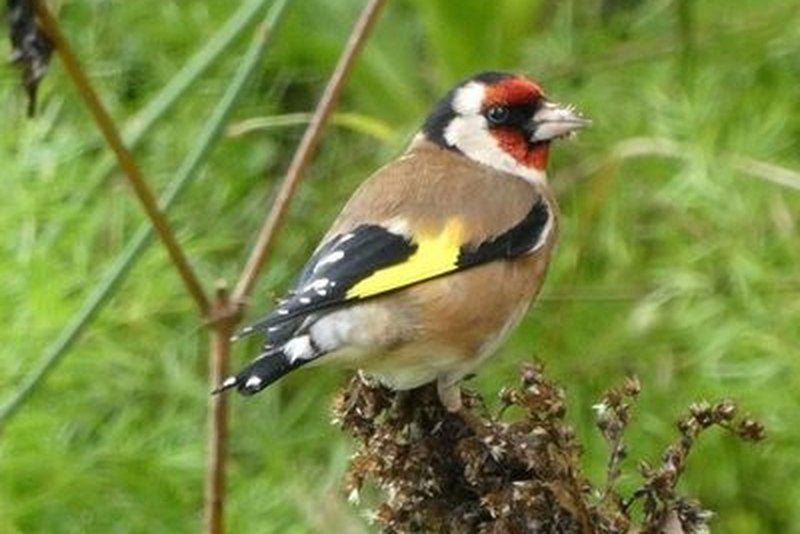 European goldfinch
