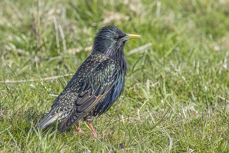 European starling