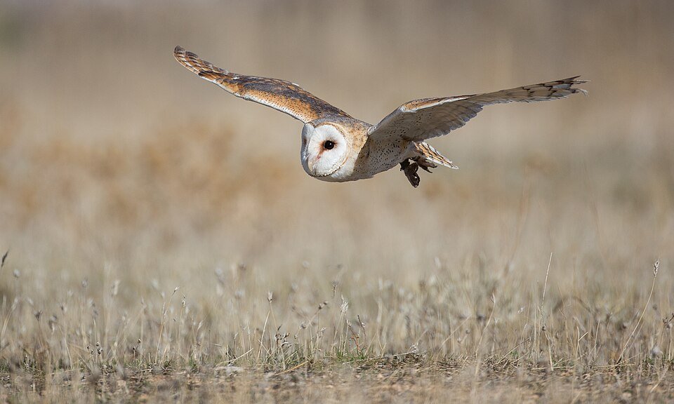 American barn owl