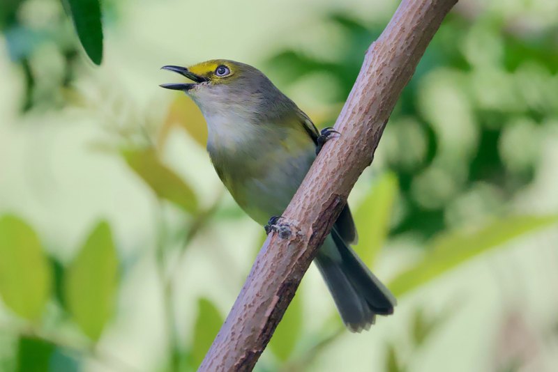 White-eyed vireo