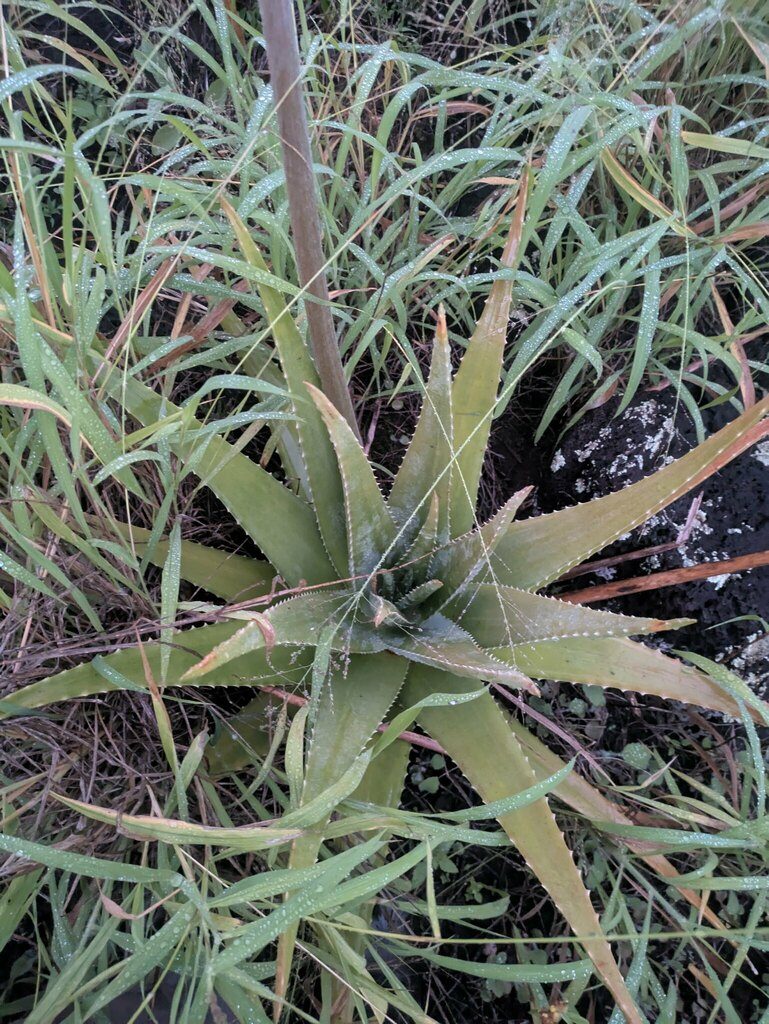 Aloe vera