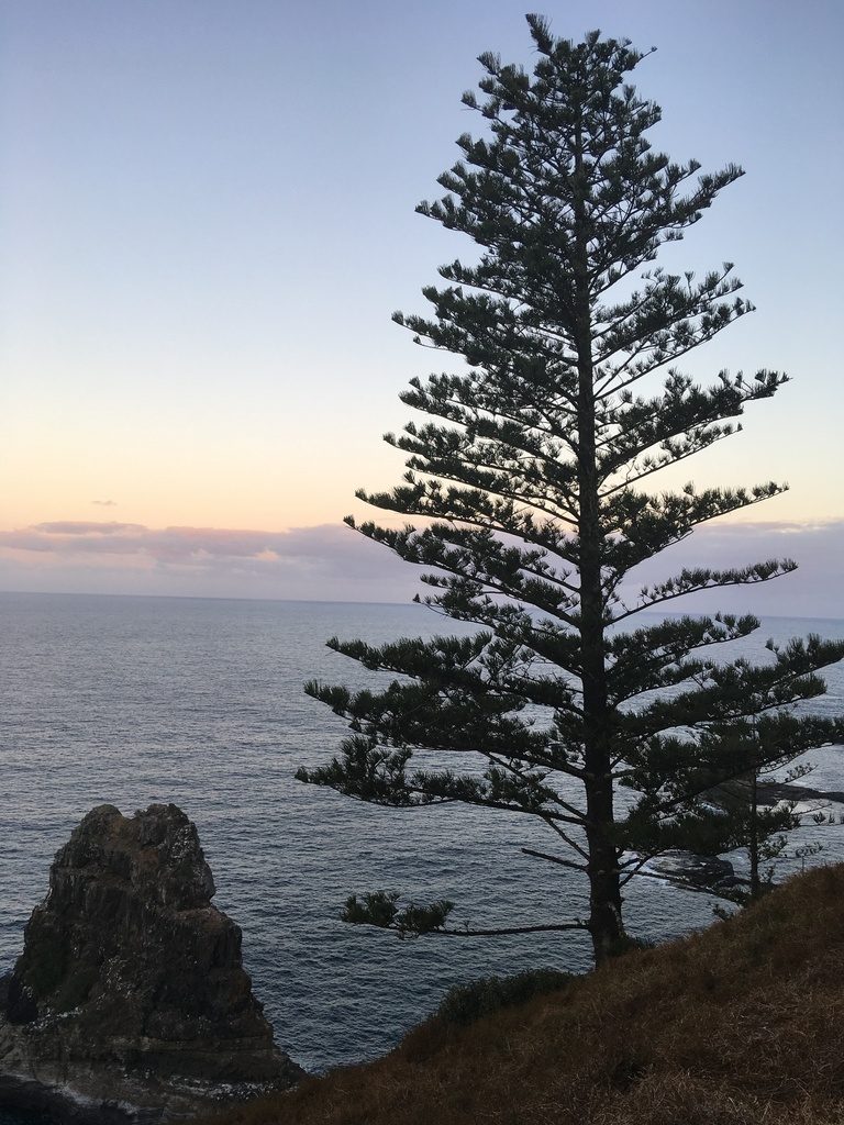 Norfolk Island pine
