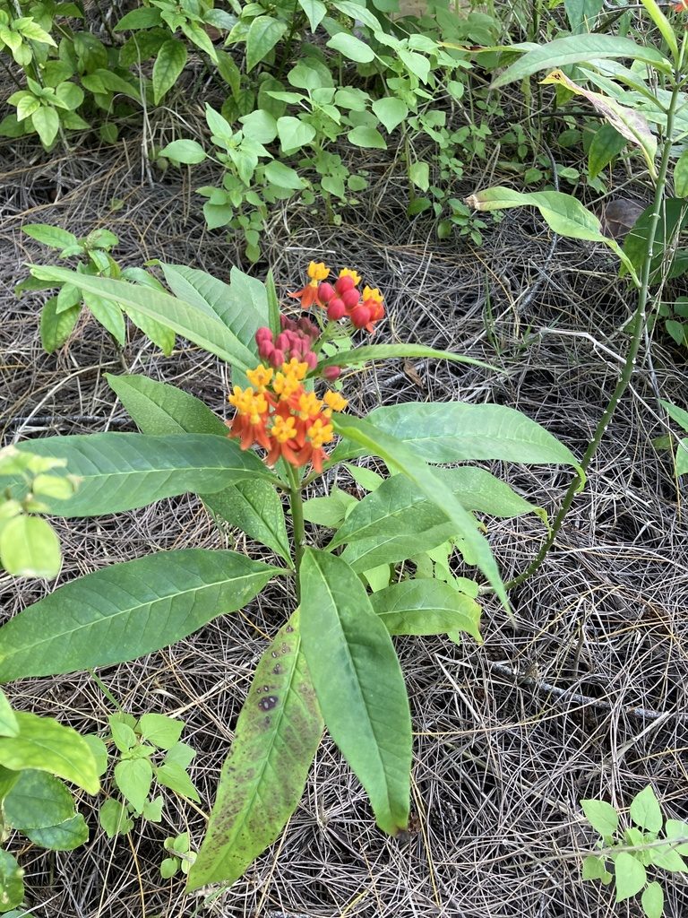 Milkweed