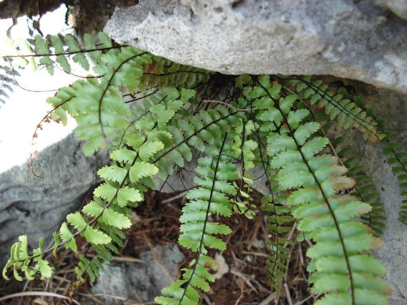 Long spleenwort