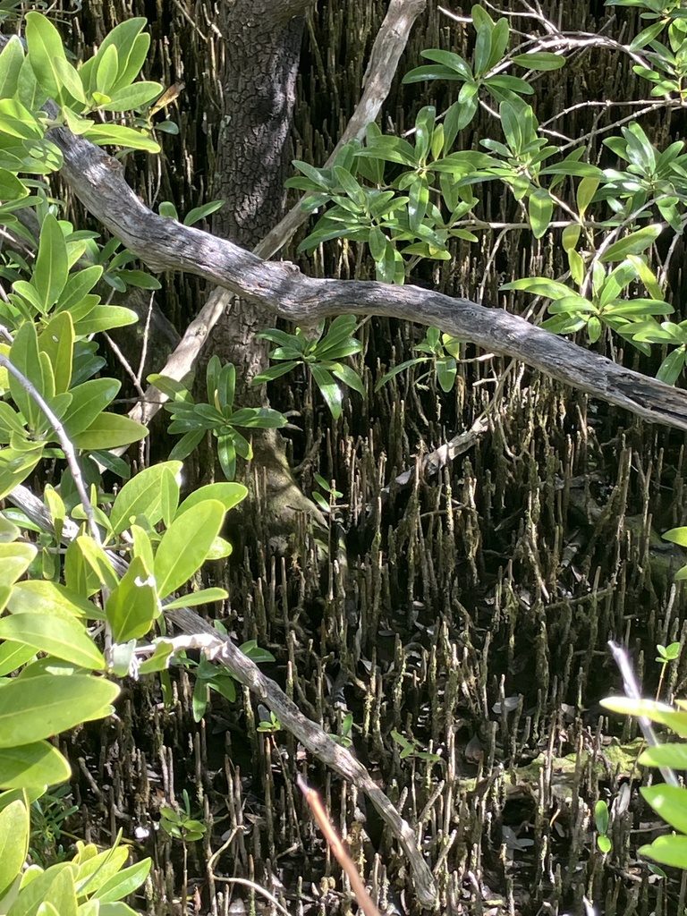 Black mangrove