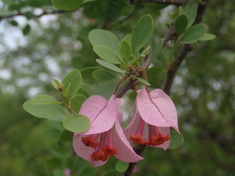 Bougainvillea