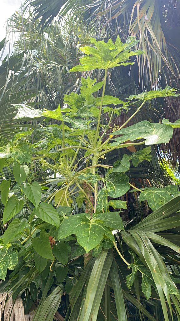Pawpaw (papaya)