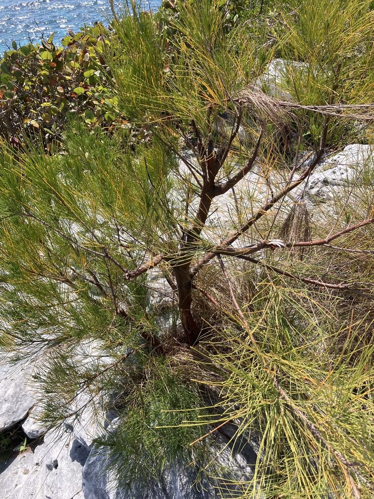 Casuarina