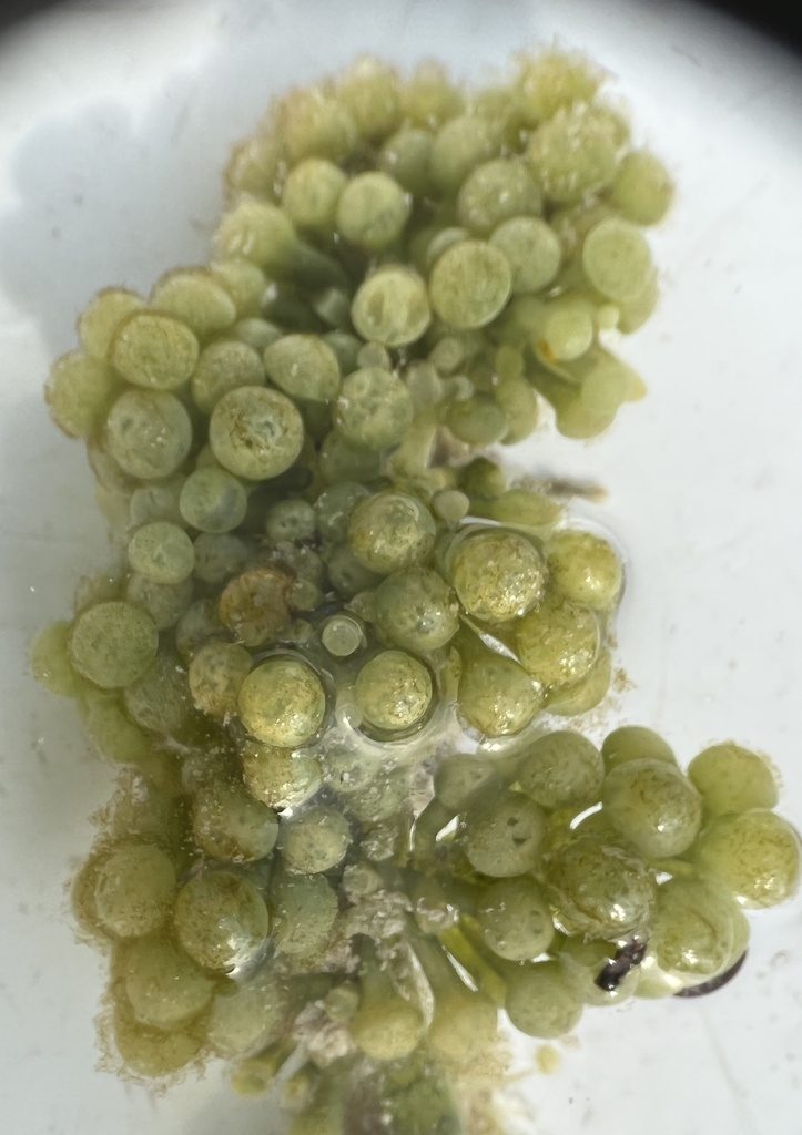 Sea grapes (seaweed)
