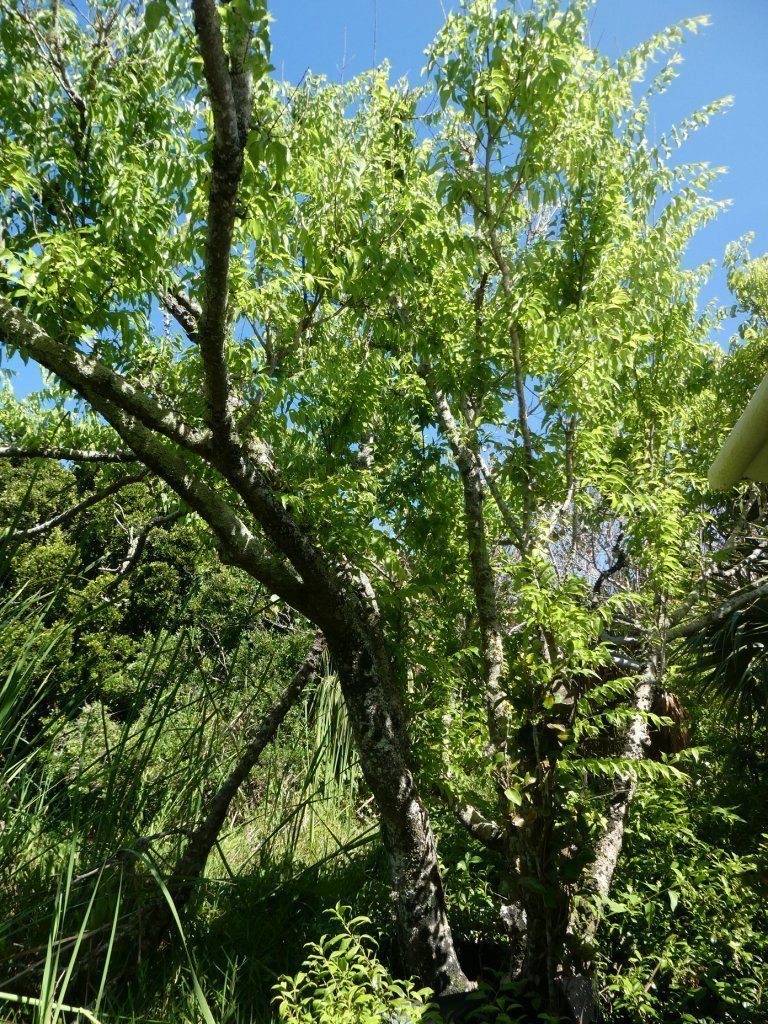 Southern hackberry