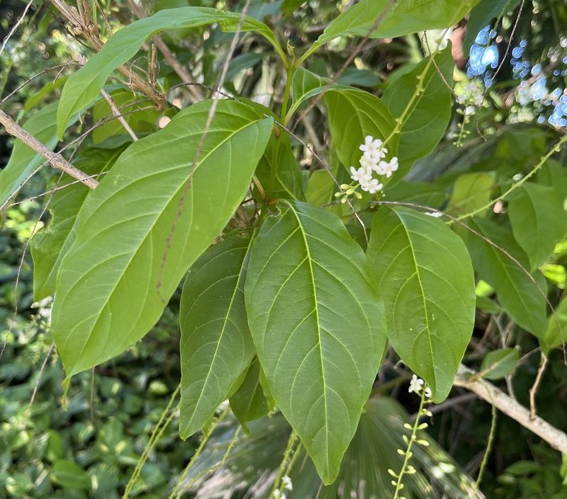 Fiddlewood
