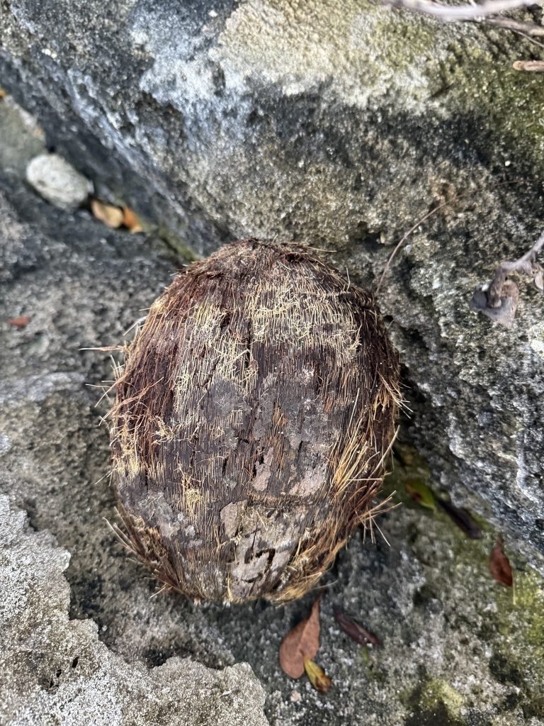 Coconut palm