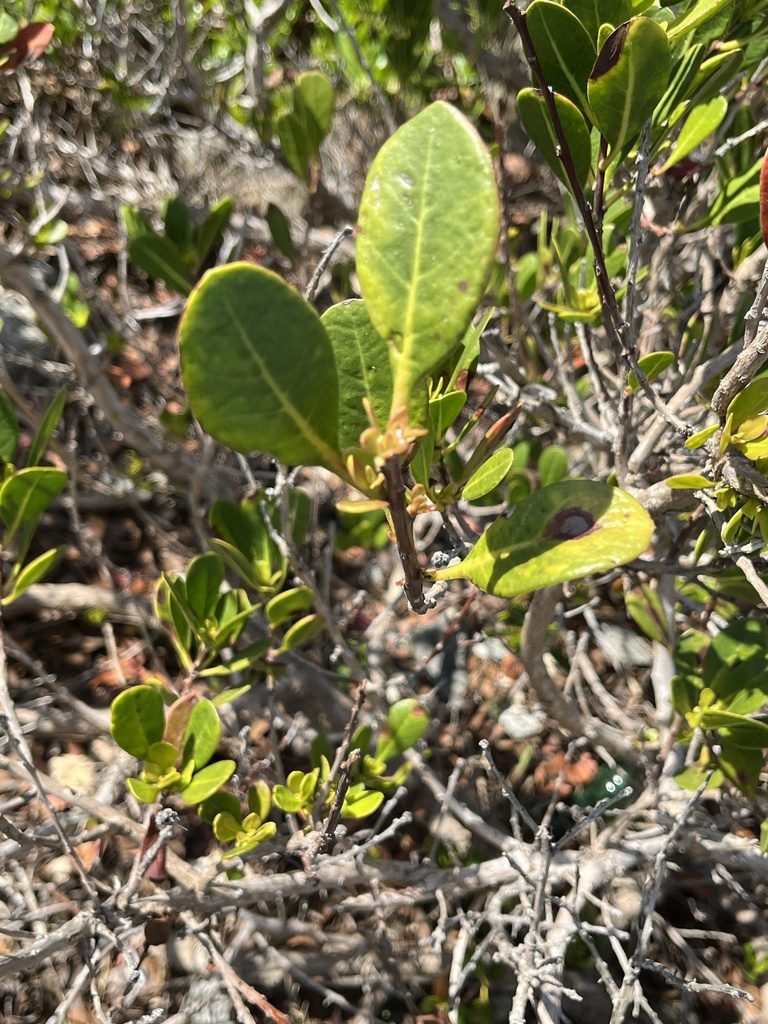 Buttonwood