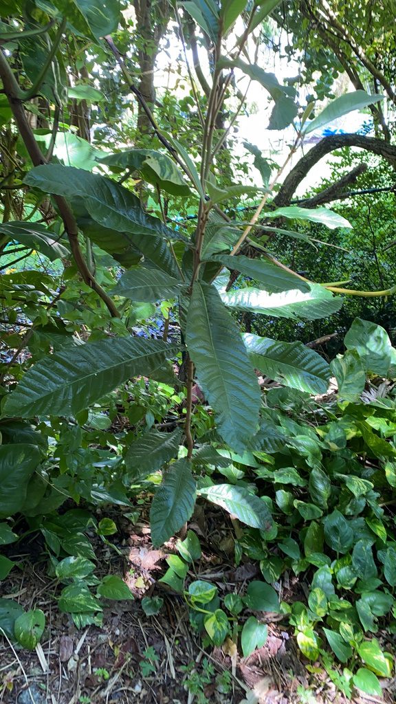 Loquat