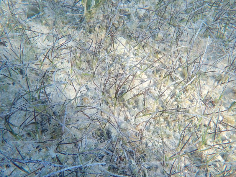 Shoal grass