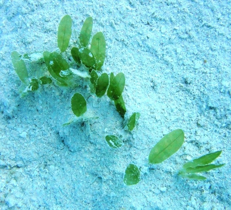 Paddle grass