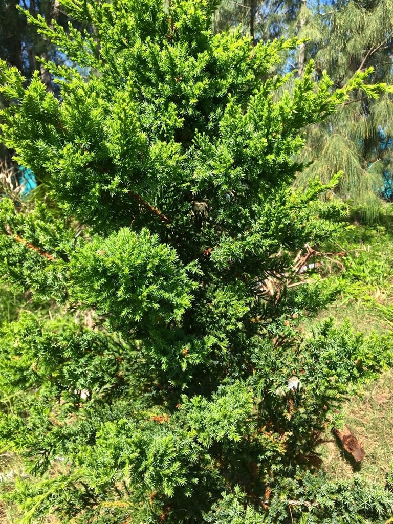 Bermuda cedar
