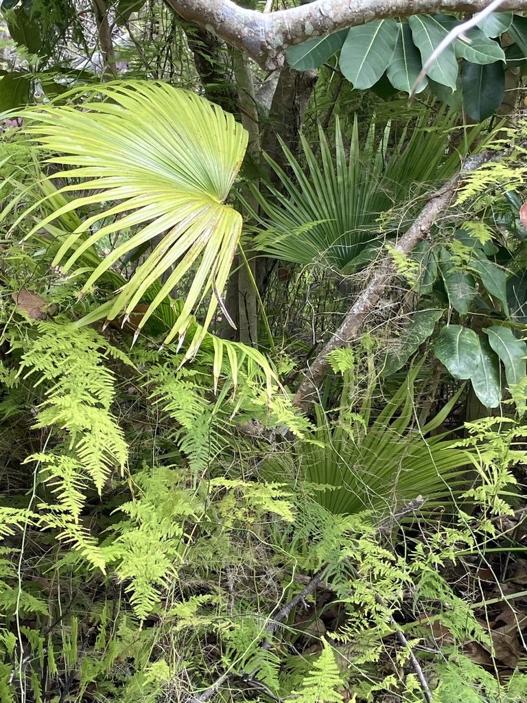 Chinese fan palm