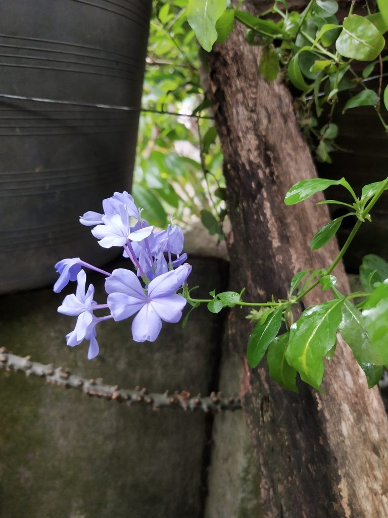 Plumbago