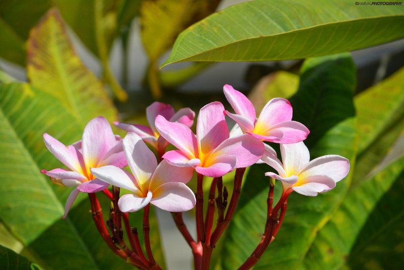 Frangipani