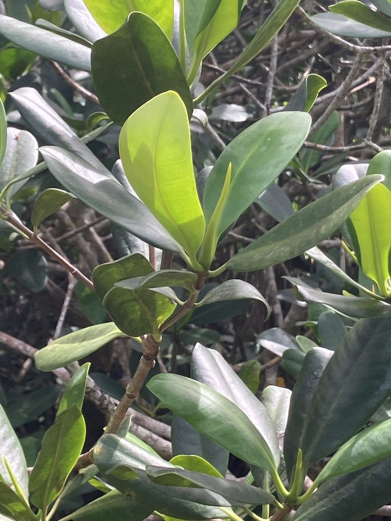 Red mangrove