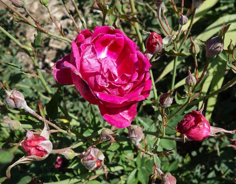 Slater’s Crimson China