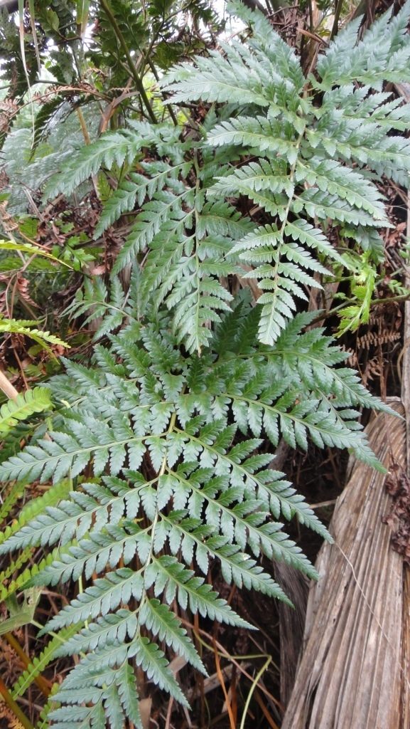 Ten-day fern