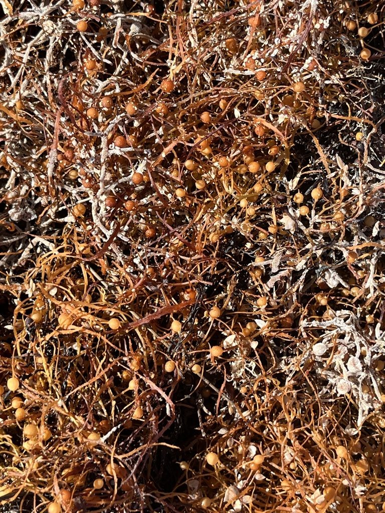 Sargassum (gulfweed)