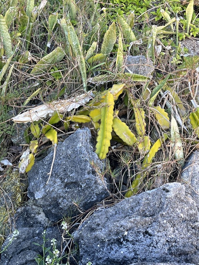 Dragon fruit (night-blooming cereus)