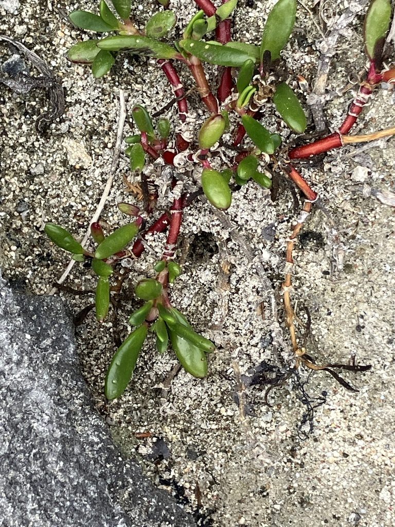Sea purslane
