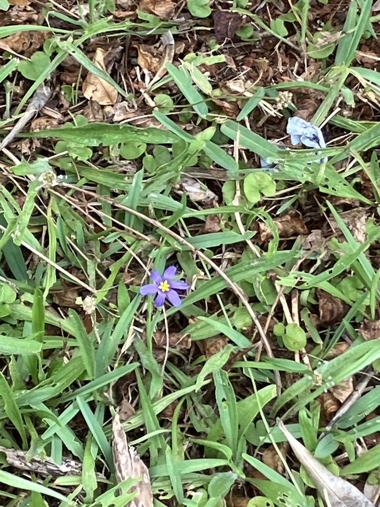 Bermudiana