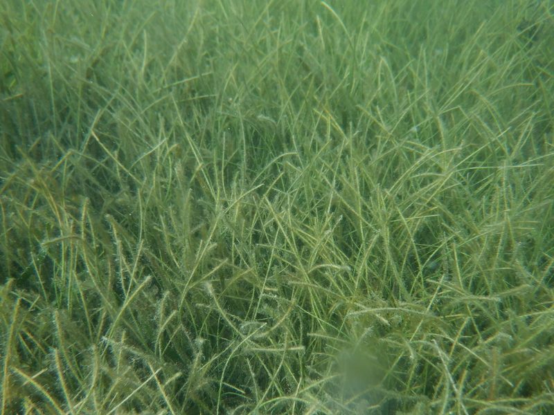 Manatee grass