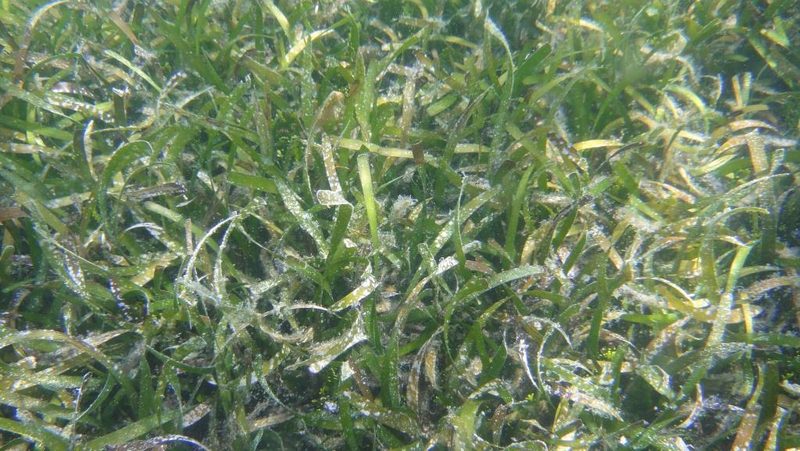 Turtle grass