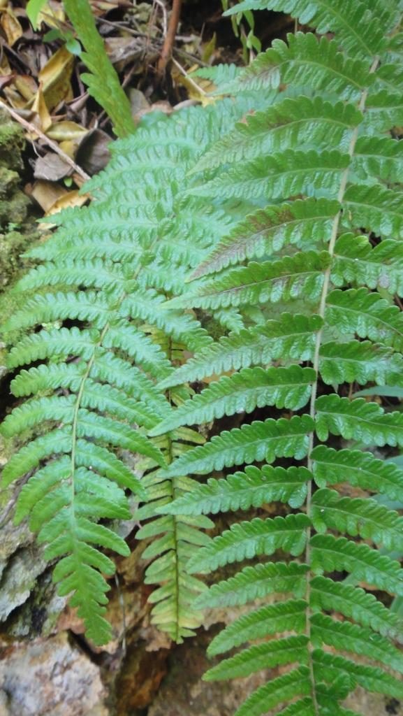 Bermuda shield fern