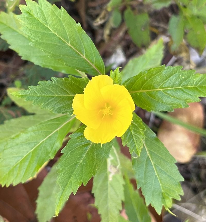 Turnera (yellow alder)