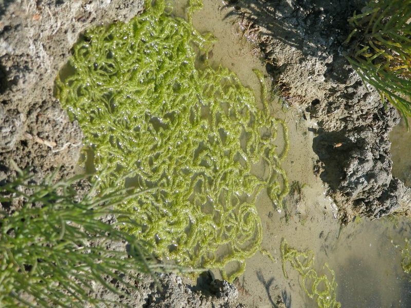 Sea lettuce