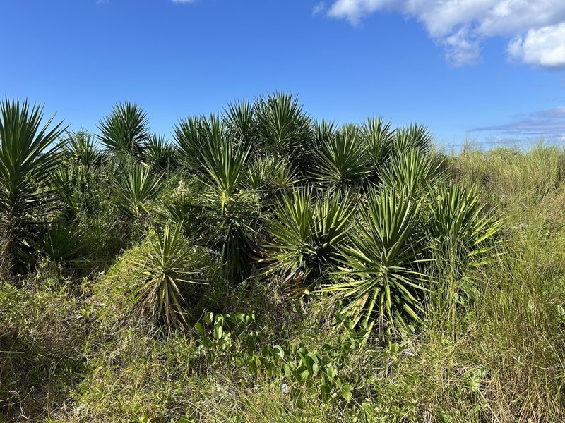 Spanish bayonet