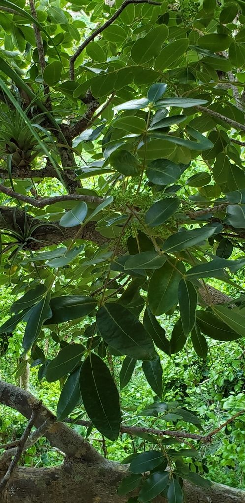 Yellowwood