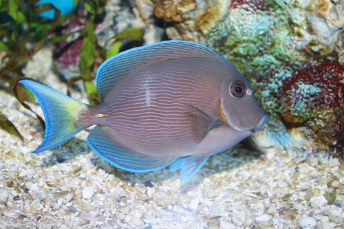 Atlantic Blue Tang