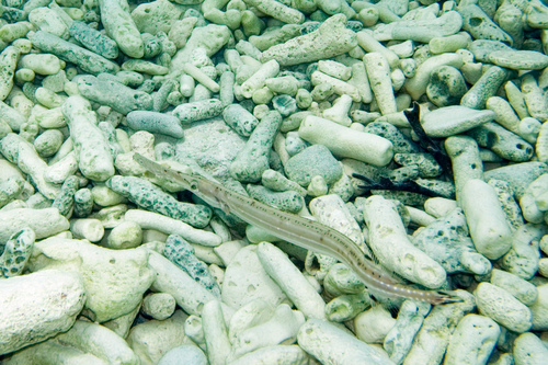 Western Atlantic Trumpetfish