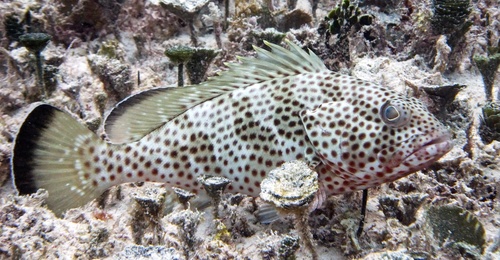 Red Hind