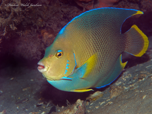 Blue Angelfish