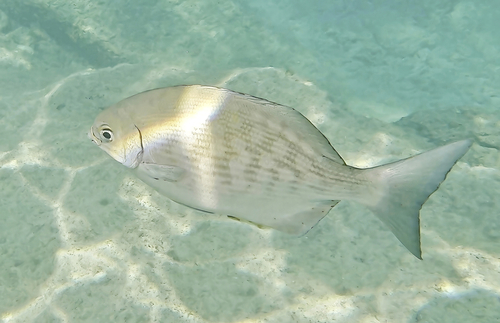 Bermuda Chub