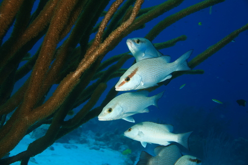 Gray Snapper