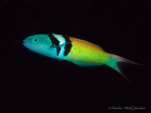 Caribbean Bluehead Wrasse