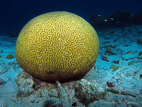 Grooved Brain Coral
