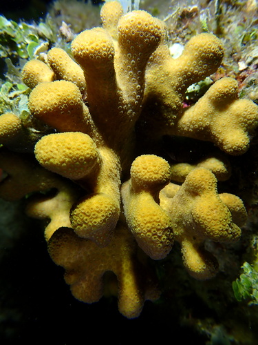 Ten-Ray Star Coral