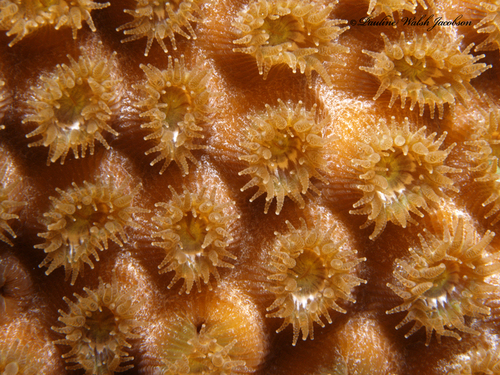 Greater Star Coral